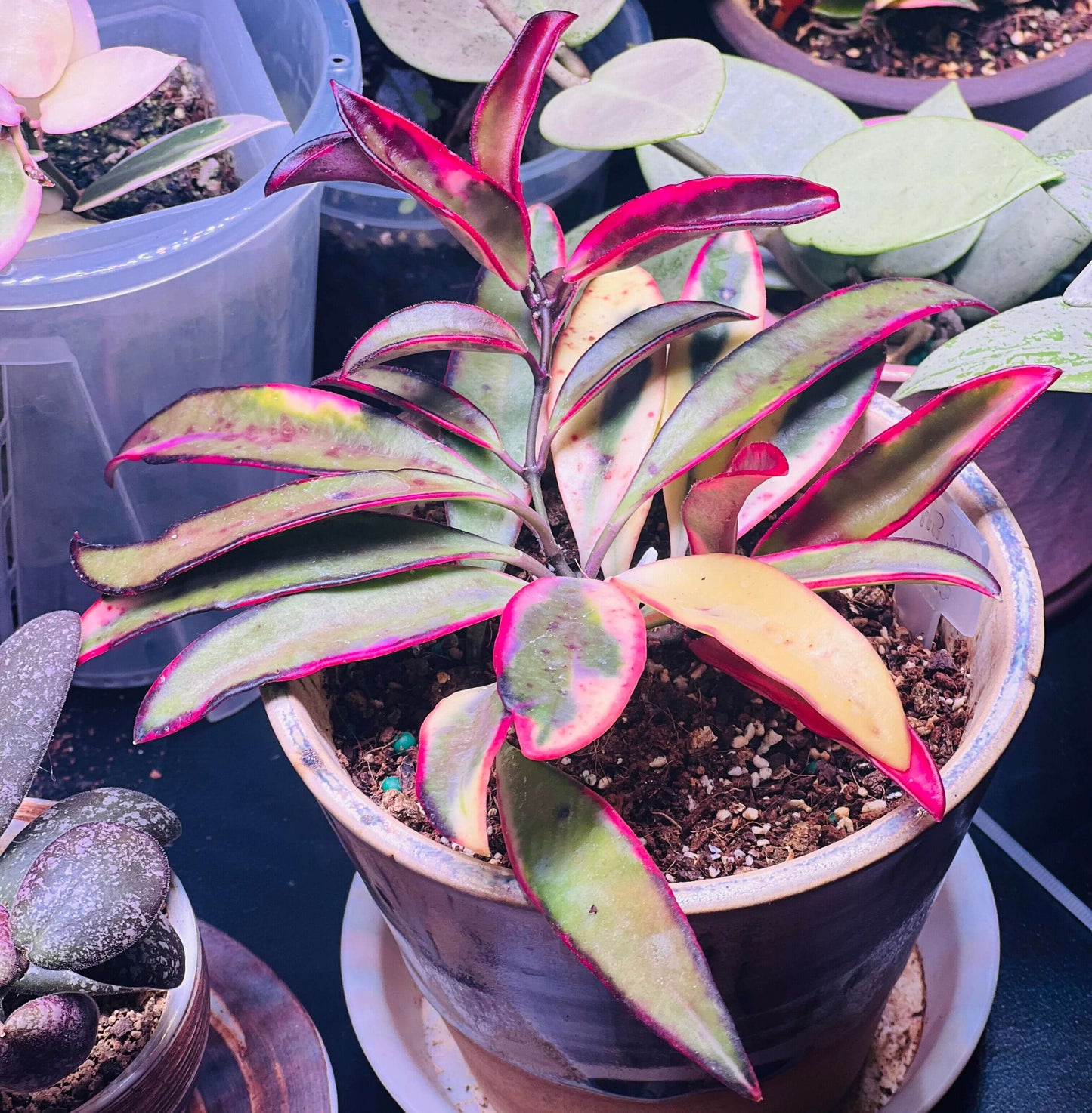 Hoya wayetii ‘Lori Lyn’ (also known as Hoya kentiana ‘Lori Lyn’) is a striking variegated Hoya cultivar featuring narrow, elongated leaves with creamy-white to pink variegation along the edges, with new growth sometimes showing a subtle pink blush under bright light. It is a slow-growing trailing vine, making it ideal for hanging baskets or trellis displays indoors, and when mature, it produces clusters of wine-colored, star-shaped flowers with a sweet butterscotch or honey fragrance.