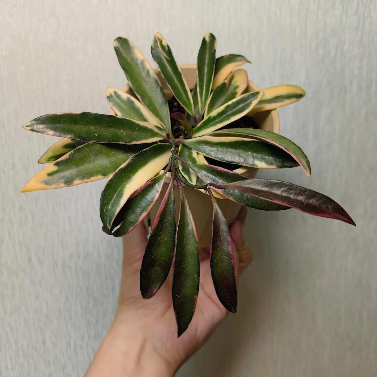 Hoya wayetii ‘Lori Lyn’ (also known as Hoya kentiana ‘Lori Lyn’) is a striking variegated Hoya cultivar featuring narrow, elongated leaves with creamy-white to pink variegation along the edges, with new growth sometimes showing a subtle pink blush under bright light. It is a slow-growing trailing vine, making it ideal for hanging baskets or trellis displays indoors, and when mature, it produces clusters of wine-colored, star-shaped flowers with a sweet butterscotch or honey fragrance.