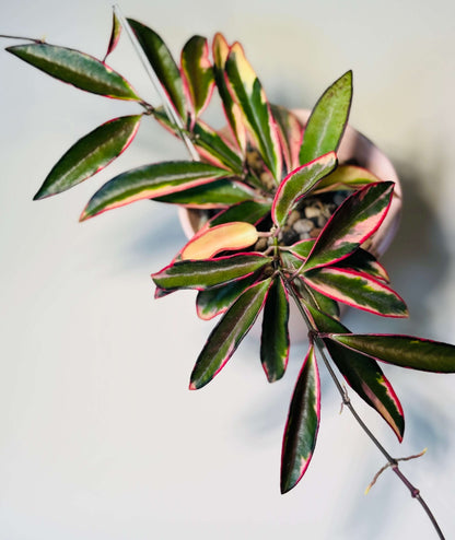 Hoya wayetii ‘Lori Lyn’ (also known as Hoya kentiana ‘Lori Lyn’) is a striking variegated Hoya cultivar featuring narrow, elongated leaves with creamy-white to pink variegation along the edges, with new growth sometimes showing a subtle pink blush under bright light. It is a slow-growing trailing vine, making it ideal for hanging baskets or trellis displays indoors, and when mature, it produces clusters of wine-colored, star-shaped flowers with a sweet butterscotch or honey fragrance.