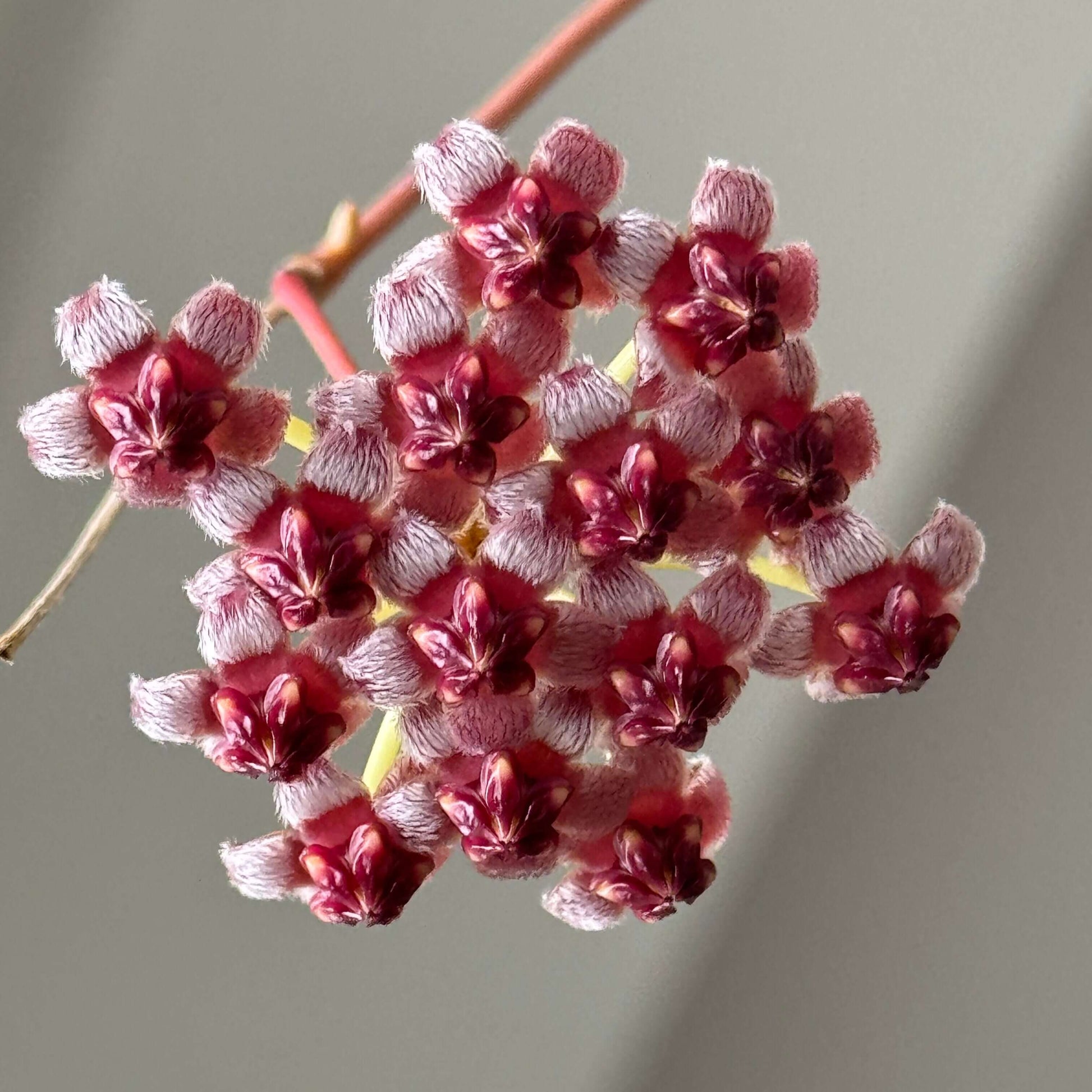 Hoya wayetii ‘Variegata’ is an elegant, trailing Hoya cultivar characterized by narrow, lanceolate leaves splashed with creamy-white, yellow, and sometimes pink variegation, with many leaves so variegated that only the margins remain green. The plant grows as a vine, often reaching 2–3 feet indoors, making it ideal for hanging baskets or cascading displays.