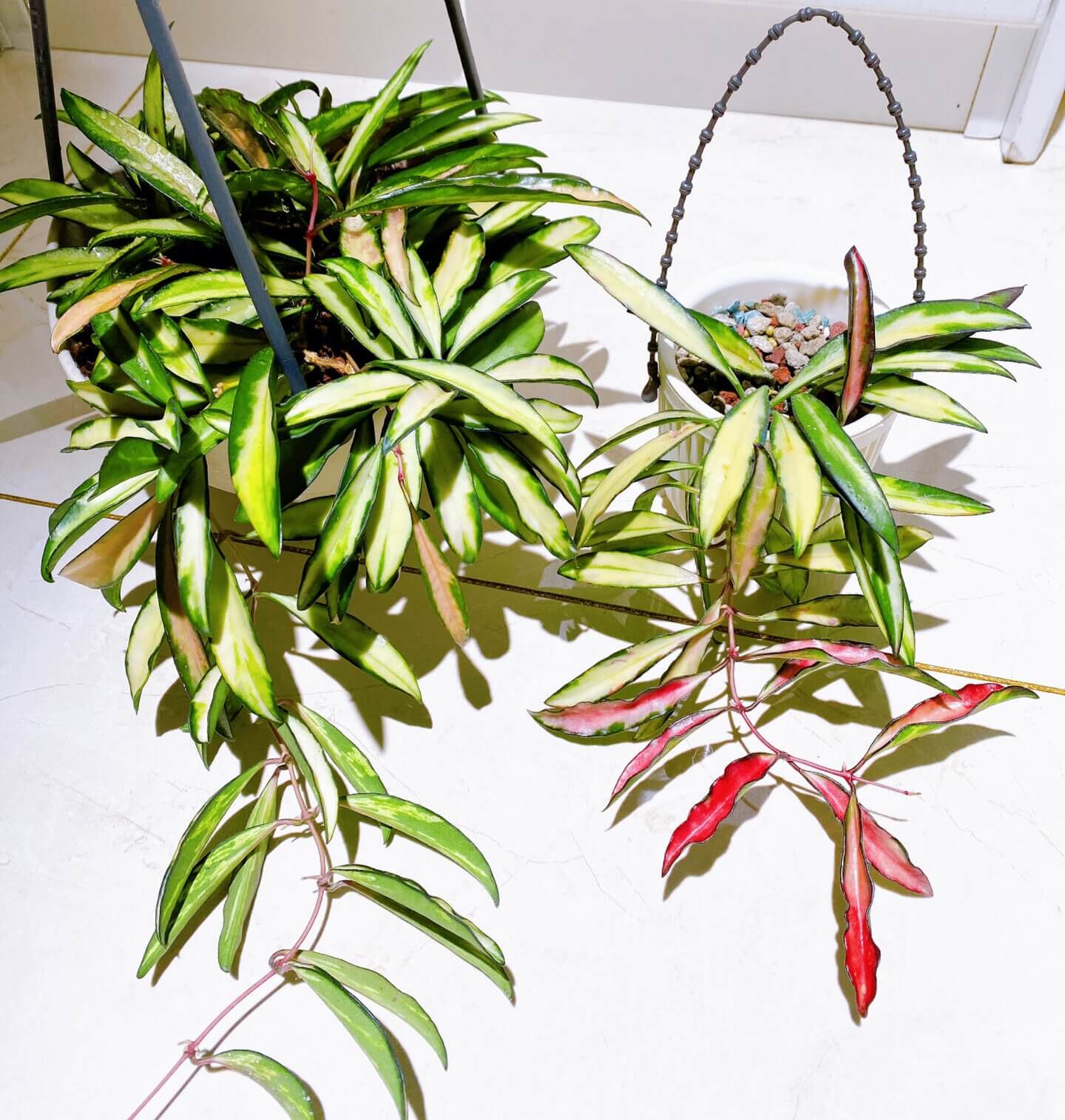 Hoya wayetii ‘Variegata’ is an elegant, trailing Hoya cultivar characterized by narrow, lanceolate leaves splashed with creamy-white, yellow, and sometimes pink variegation, with many leaves so variegated that only the margins remain green. The plant grows as a vine, often reaching 2–3 feet indoors, making it ideal for hanging baskets or cascading displays.