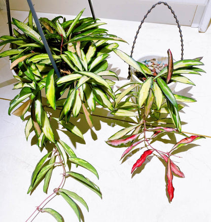 Hoya wayetii ‘Variegata’ is an elegant, trailing Hoya cultivar characterized by narrow, lanceolate leaves splashed with creamy-white, yellow, and sometimes pink variegation, with many leaves so variegated that only the margins remain green. The plant grows as a vine, often reaching 2–3 feet indoors, making it ideal for hanging baskets or cascading displays.
