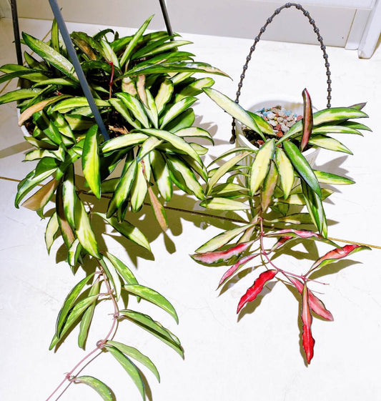Hoya wayetii ‘Variegata’ is an elegant, trailing Hoya cultivar characterized by narrow, lanceolate leaves splashed with creamy-white, yellow, and sometimes pink variegation, with many leaves so variegated that only the margins remain green. The plant grows as a vine, often reaching 2–3 feet indoors, making it ideal for hanging baskets or cascading displays.
