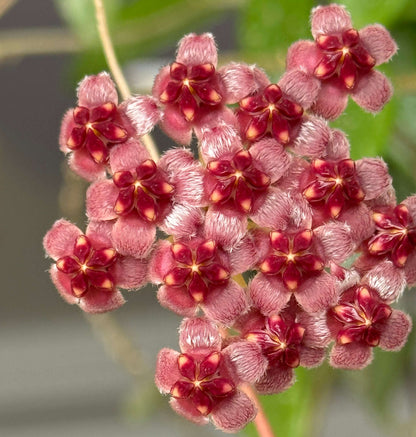 Hoya wayetii ‘Variegata’ is an elegant, trailing Hoya cultivar characterized by narrow, lanceolate leaves splashed with creamy-white, yellow, and sometimes pink variegation, with many leaves so variegated that only the margins remain green. The plant grows as a vine, often reaching 2–3 feet indoors, making it ideal for hanging baskets or cascading displays.