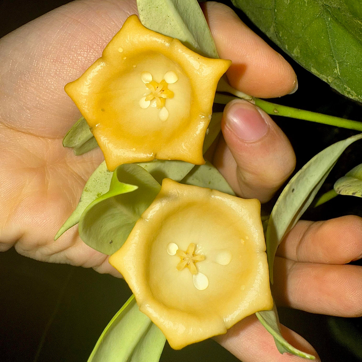 Hoya yingjiangensis is a rare and distinctive species described from Yunnan, China. It is particularly notable for its large, bell-shaped (campanulate) flowers, an unusual feature within the genus. Unlike many Hoyas that produce rounded clusters of flowers, H. yingjiangensis typically produces a single flower on each annual, deciduous peduncle, giving it a very unusual and elegant appearance.