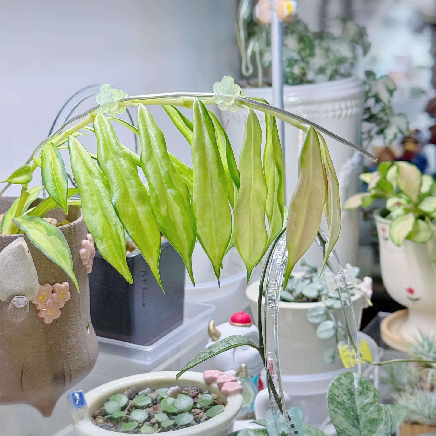 Hoya yingjiangensis inner variegated is a rare and visually striking variety of Hoya yingjiangensis, characterized by its inner variegation — creamy or yellow centers framed by rich green margins, creating a vivid and elegant contrast.