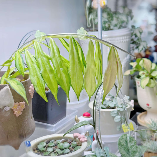 Hoya yingjiangensis inner variegated is a rare and visually striking variety of Hoya yingjiangensis, characterized by its inner variegation — creamy or yellow centers framed by rich green margins, creating a vivid and elegant contrast.