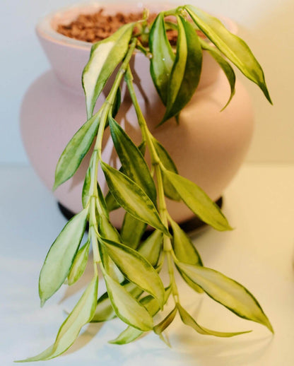 Hoya yingjiangensis inner variegated is a rare and visually striking variety of Hoya yingjiangensis, characterized by its inner variegation — creamy or yellow centers framed by rich green margins, creating a vivid and elegant contrast.