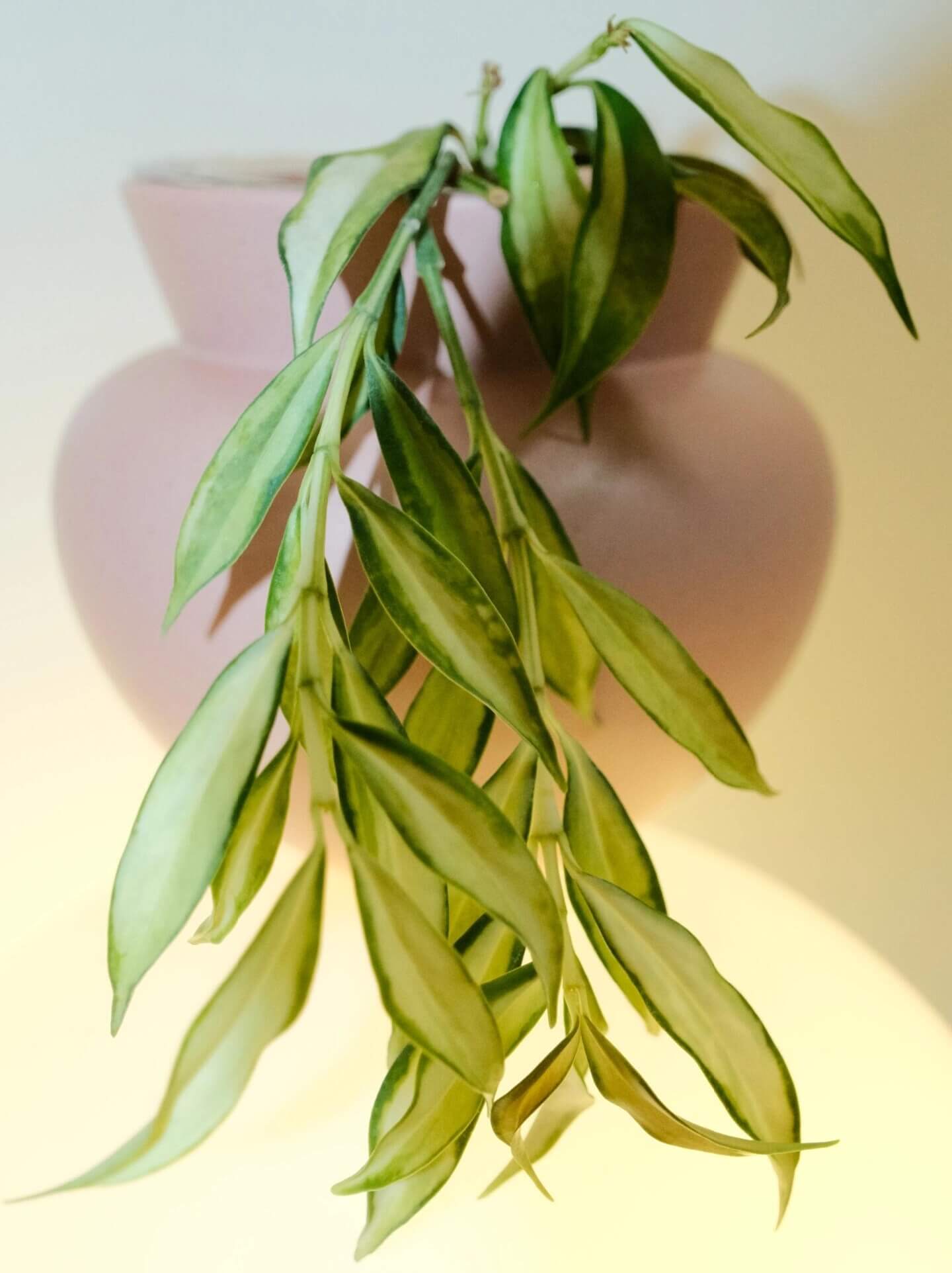 Hoya yingjiangensis inner variegated is a rare and visually striking variety of Hoya yingjiangensis, characterized by its inner variegation — creamy or yellow centers framed by rich green margins, creating a vivid and elegant contrast.