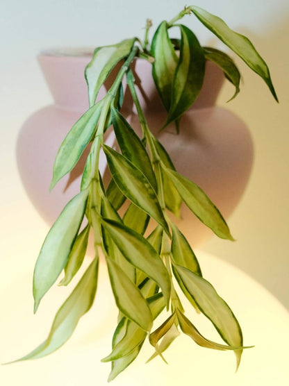 Hoya yingjiangensis inner variegated is a rare and visually striking variety of Hoya yingjiangensis, characterized by its inner variegation — creamy or yellow centers framed by rich green margins, creating a vivid and elegant contrast.