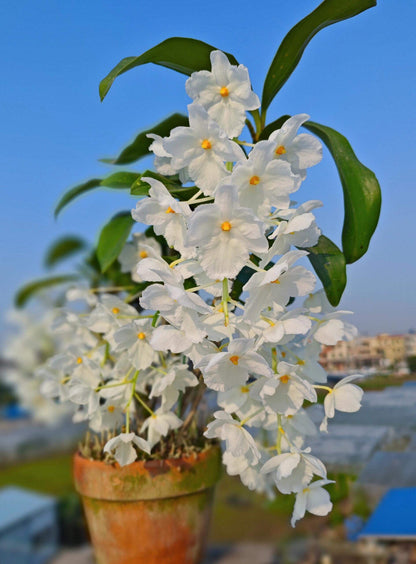 A strikingly rare pure‑white (album) form of Dendrobium farmeri, distinguished by its petaloid lip that mirrors the other petals—making this a highly unusual double mutation. The compact, vigorous plant blooms in spring on both new and old canes, sending out pendulous inflorescences up to 8″ long, covered in fragrant, daisy‑like white flowers (~2–2.5″ across) with yellow anther caps. Native to the eastern Himalayas and Southeast Asia (500–3,300 ft), it thrives in shaded, well‑ventilated conditions.