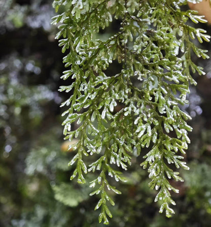 Hymenophyllum corrugatum