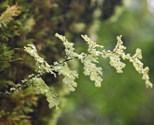 Hymenophyllum corrugatum is a small to medium-sized fern from the Hymenophyllaceae family and the Hymenophyllum genus. This species is native to the high-altitude regions of Southwest China. It features uniquely corrugated fronds that are relatively long, making it quite rare among the ferns of the Hymenophyllaceae family. The mature plant grows between 10-20 cm in size, making it ideal for rainforest terrariums.