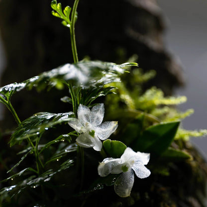 Hymenorchis javanica is a rare and captivating miniature orchid endemic to the misty montane forests of western Java, Indonesia, and parts of peninsular Malaysia. This epiphytic species thrives at elevations of 900 to 1,000 meters, growing on exposed tree branches in humid, shaded environments.