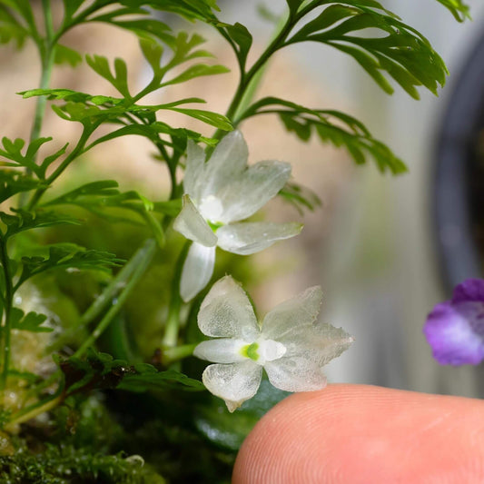 Hymenorchis javanica is a rare and captivating miniature orchid endemic to the misty montane forests of western Java, Indonesia, and parts of peninsular Malaysia. This epiphytic species thrives at elevations of 900 to 1,000 meters, growing on exposed tree branches in humid, shaded environments.