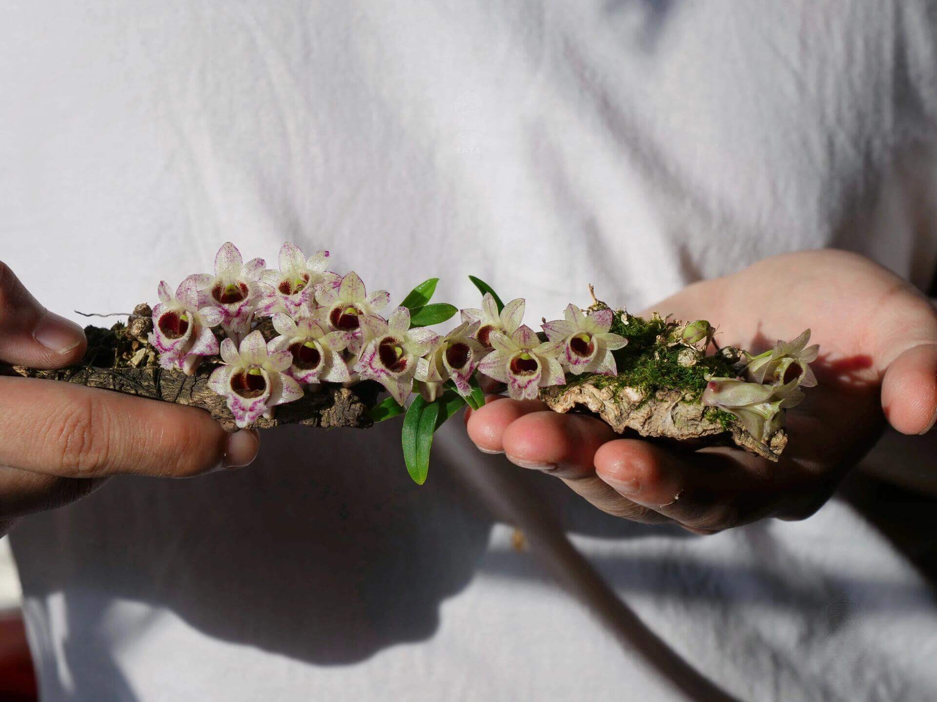 Dendrobium hekouense is a captivating miniature orchid species native to the subtropical highlands of Yunnan, China, and northern Vietnam. First described in 2011, it thrives in cool, humid environments at elevations of 1,000 to 2,000 meters above sea level, making it well-suited for terrariums.