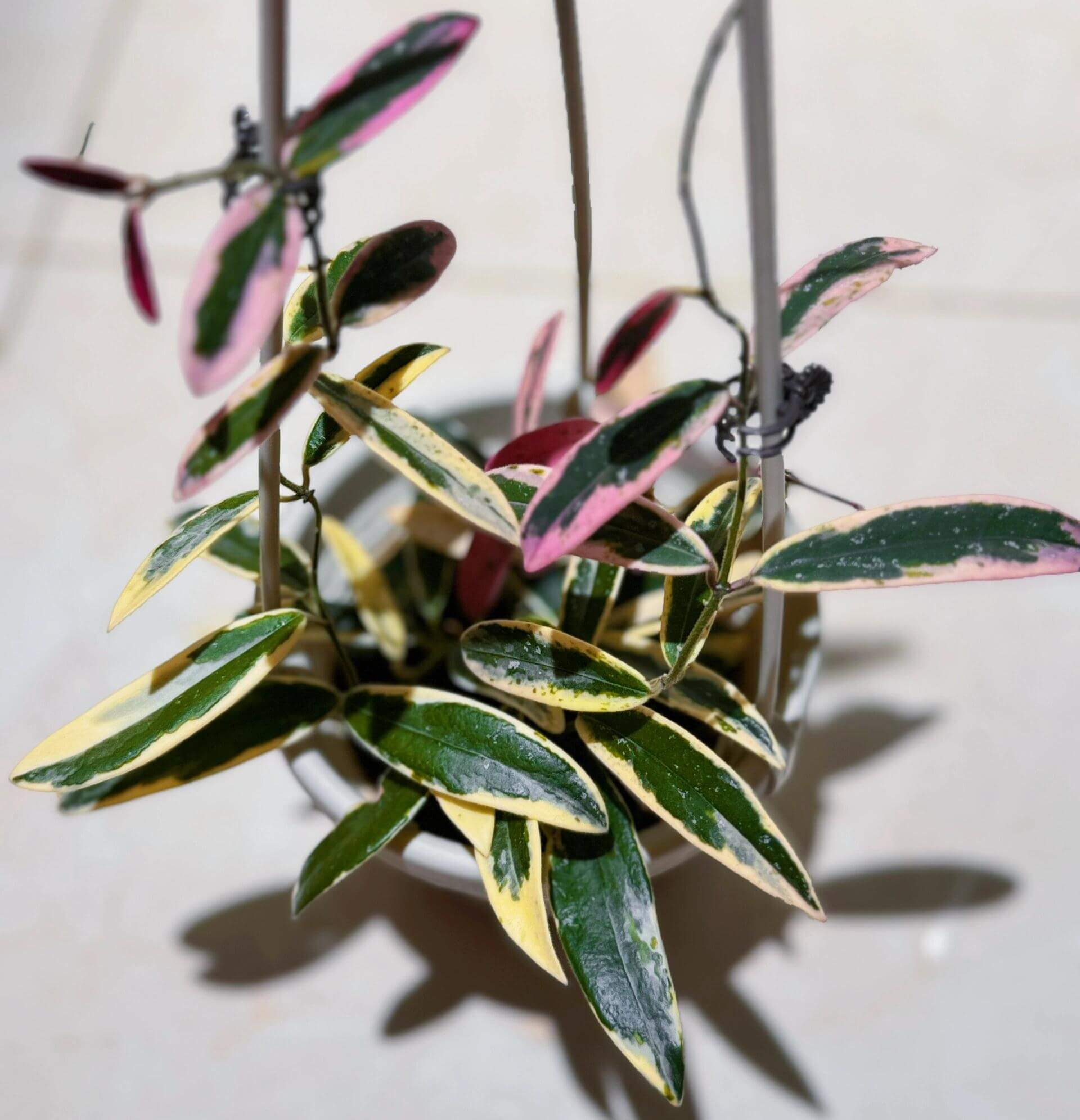 Hoya Lyi 'Prism' for Sale – Begin With Plants