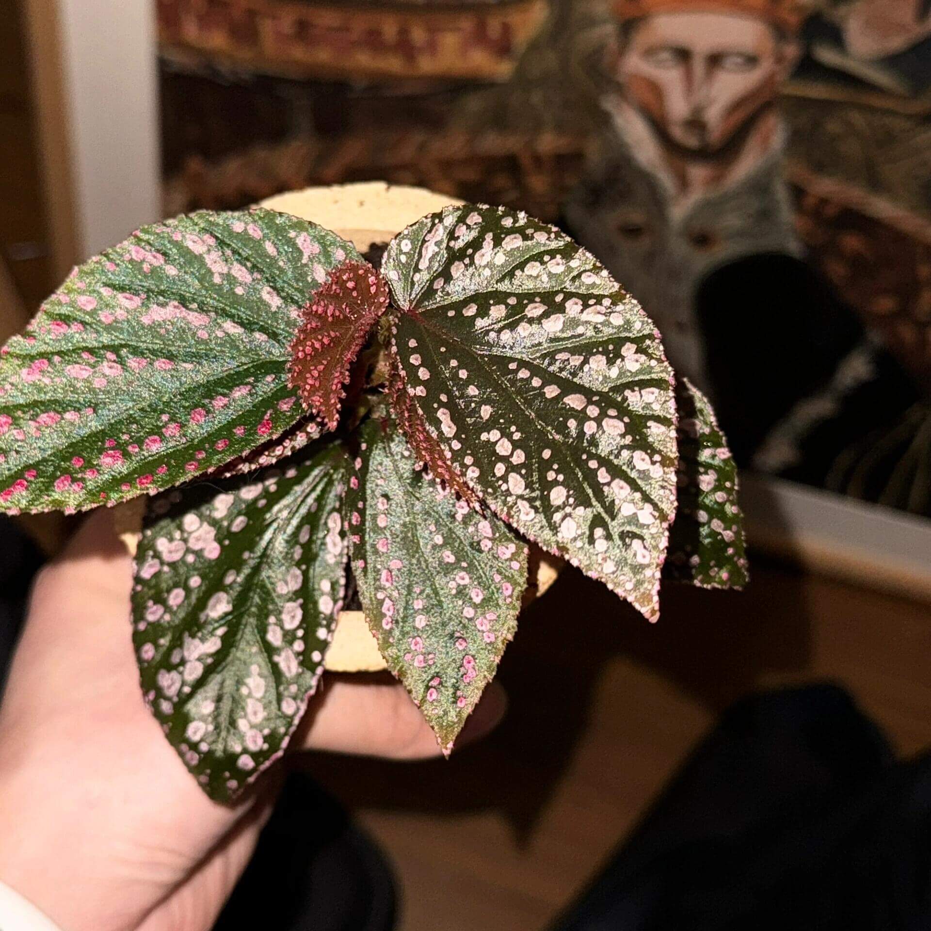 Introducing the Begonia sp. Hairy Spots, a rare and stunning variety native to Borneo. This Begonia species is known for its captivating, deep green leaves shaped like angel wings, adorned with vibrant pink spots. Each spot features tiny, hair-like structures in the center, creating a truly unique and eye-catching effect. As the plant matures, the spots may fade slightly, but with proper care, the plant can maintain its youthful appearance for longer.