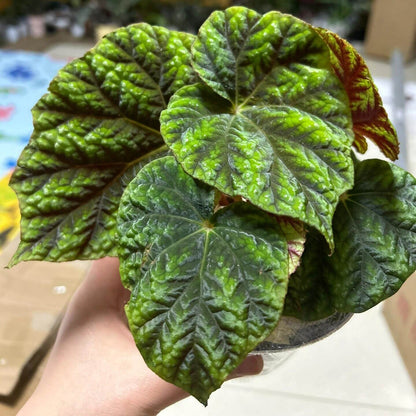 Origin: Native to the Shiwanshan region of China, this begonia species is found in subtropical, mountainous areas with a relatively mild climate. It’s known for its distinctive appearance and slow growth. Features: Leaves: The plant has large, rounded, and somewhat glossy leaves. The leaves feature dark green coloration with attractive silver patterns or spots, giving it a stunning contrast. The edges of the leaves are slightly serrated and can have a reddish tint on the undersides.