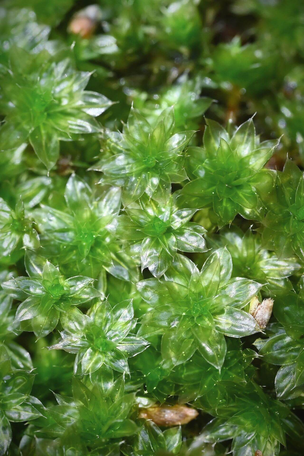 Bryum Billarderi, belonging to the Bryaceae family and Bryum genus, is a captivating moss with leaves that are evenly arranged along the stem—or sparser at the base and denser at the top—forming a striking lotus-like pattern. In cooler seasons, its translucent, vibrant green leaves enhance its aesthetic appeal, whereas in warmer seasons the color darkens.