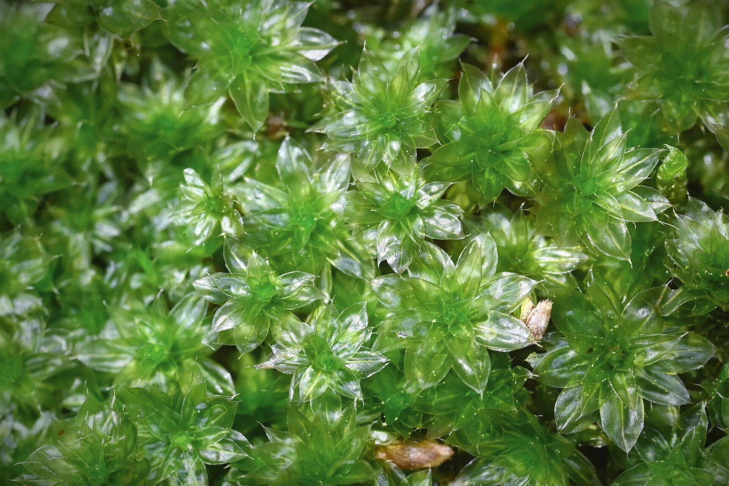 Bryum Billarderi, belonging to the Bryaceae family and Bryum genus, is a captivating moss with leaves that are evenly arranged along the stem—or sparser at the base and denser at the top—forming a striking lotus-like pattern. In cooler seasons, its translucent, vibrant green leaves enhance its aesthetic appeal, whereas in warmer seasons the color darkens.