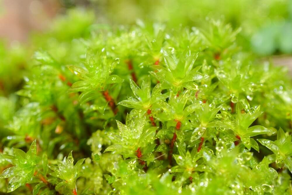 Bryum Billarderi, belonging to the Bryaceae family and Bryum genus, is a captivating moss with leaves that are evenly arranged along the stem—or sparser at the base and denser at the top—forming a striking lotus-like pattern. In cooler seasons, its translucent, vibrant green leaves enhance its aesthetic appeal, whereas in warmer seasons the color darkens.