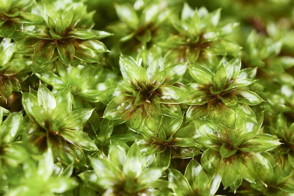 Bryum Billarderi, belonging to the Bryaceae family and Bryum genus, is a captivating moss with leaves that are evenly arranged along the stem—or sparser at the base and denser at the top—forming a striking lotus-like pattern. In cooler seasons, its translucent, vibrant green leaves enhance its aesthetic appeal, whereas in warmer seasons the color darkens.