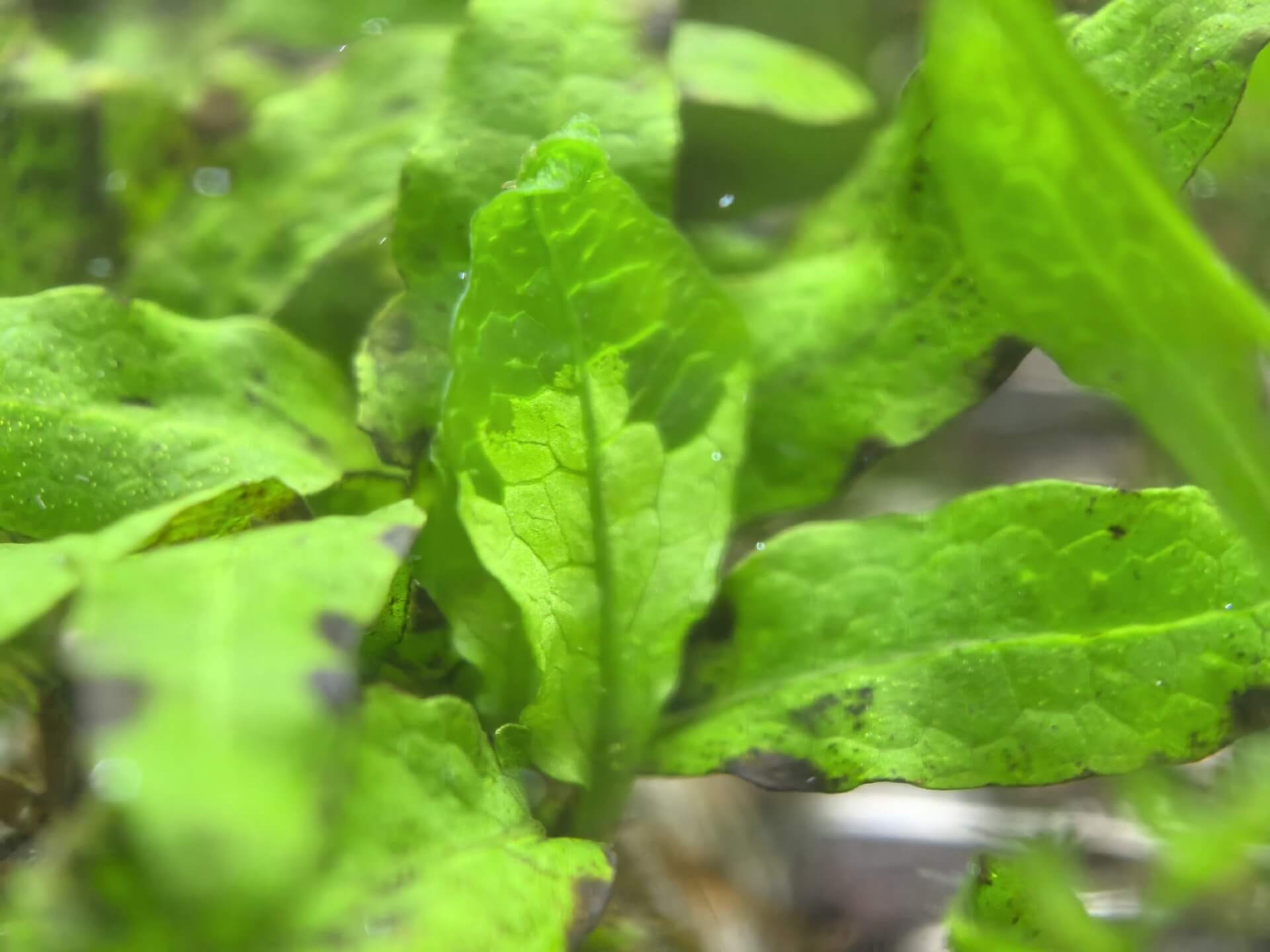 Leptochilus pteropus, commonly known as Java fern (formerly Microsorum pteropus), is a highly popular aquatic fern native to tropical Asia—particularly Java (Indonesia), Malaysia, Thailand, Northeast India, and parts of southern China.