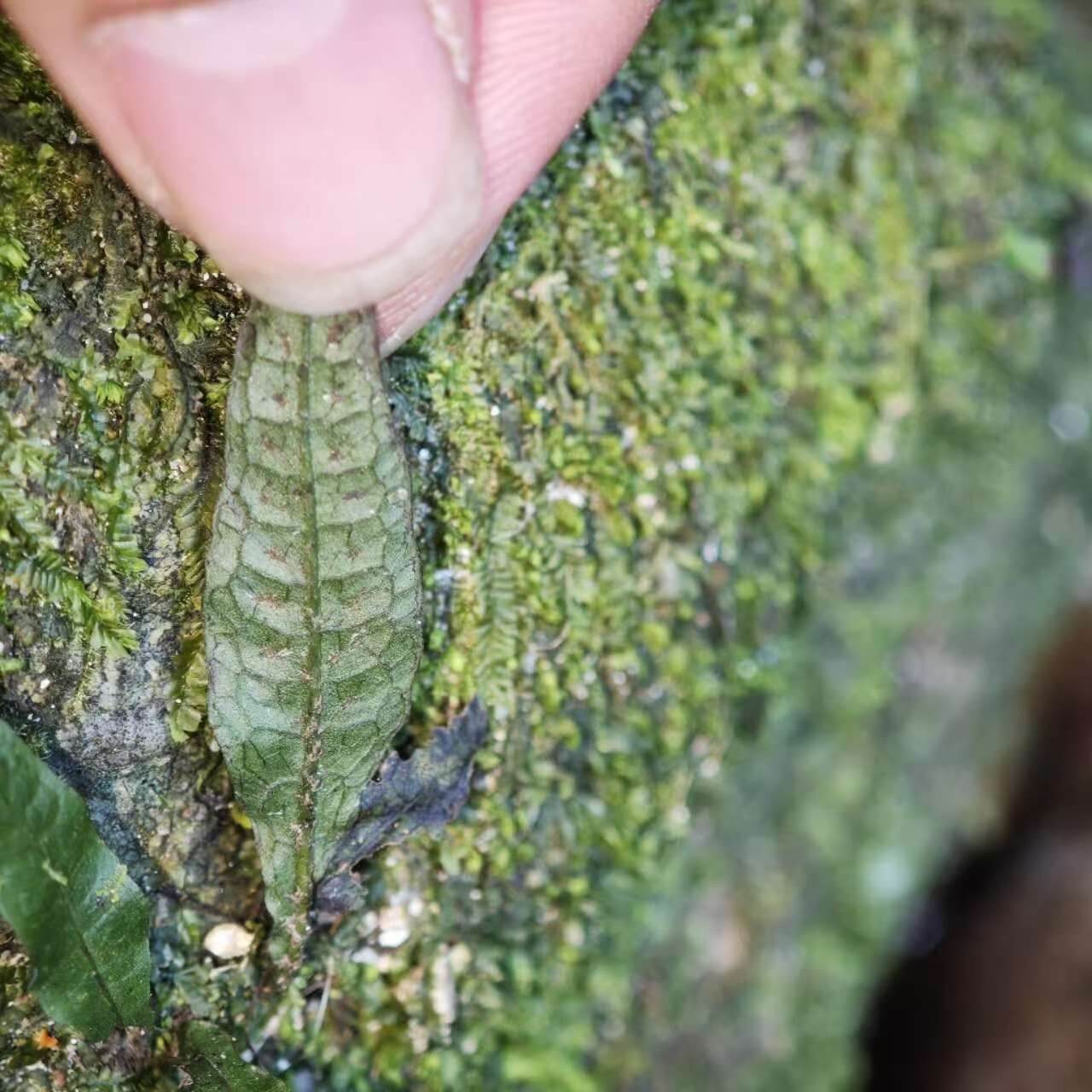 Leptochilus pteropus, commonly known as Java fern (formerly Microsorum pteropus), is a highly popular aquatic fern native to tropical Asia—particularly Java (Indonesia), Malaysia, Thailand, Northeast India, and parts of southern China.