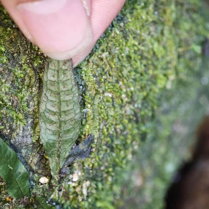 Leptochilus pteropus, commonly known as Java fern (formerly Microsorum pteropus), is a highly popular aquatic fern native to tropical Asia—particularly Java (Indonesia), Malaysia, Thailand, Northeast India, and parts of southern China.