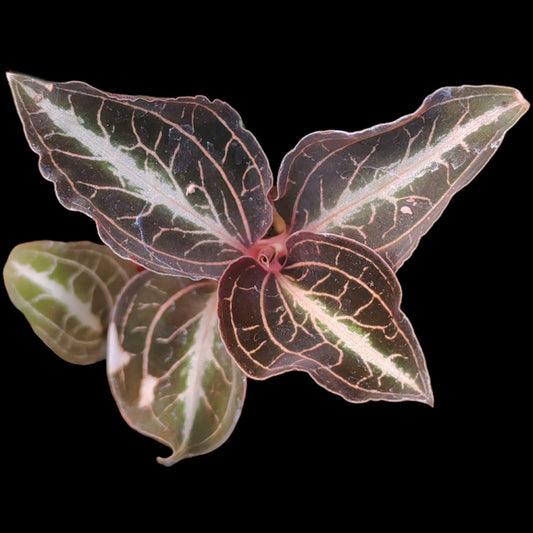 Jewel Orchid (Anoectochilus lylei) is a miniature jewel orchid that excels in moist, warm, shaded, and high-humidity environments—perfect for terrariums. Its compact size and spectacular vein patterns make it ideal for botanical displays or jungle-themed enclosures.