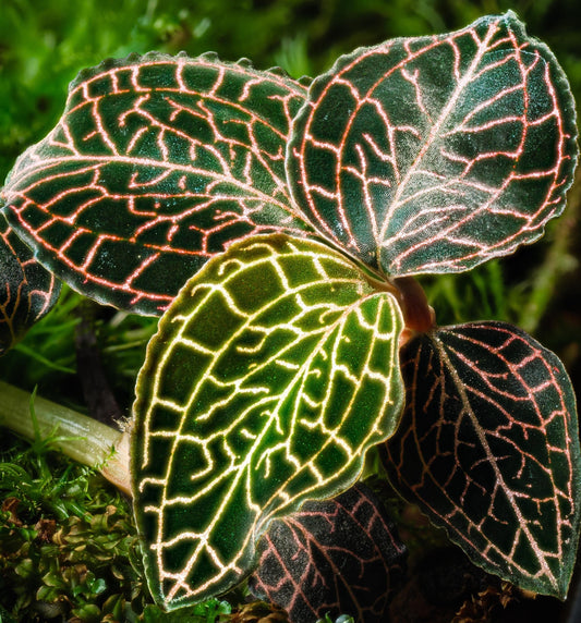 The Jewel Orchid Anoectochilus roxburghii is a diminutive terrestrial orchid native to the moist, shaded forest floors of Southeast Asia and the Himalayas. It features velvety dark green to nearly black leaves intricately veined with metallic gold, silver, or copper that sparkle beautifully in filtered light—earning its “jewel” moniker.