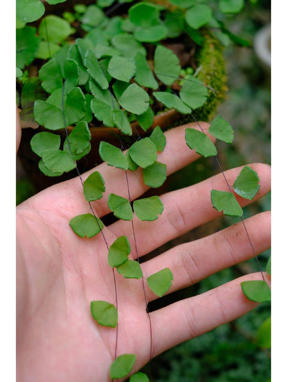 Adiantum capillus-junonis, or Juno's-hair Fern, is an elegant fern that thrives in humid environments, making it an excellent choice for terrariums. Native to East Mongolia, southern Japan, and northeastern Thailand, this fern has fine, black stems and delicate fan-shaped leaflets. It thrives in the moisture and controlled environment of a terrarium, creating a lush, airy appearance that adds beauty to any indoor space.