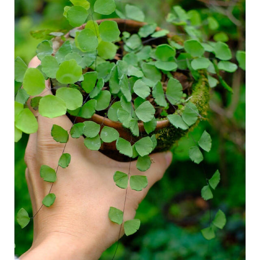 Adiantum capillus-junonis, or Juno's-hair Fern, is an elegant fern that thrives in humid environments, making it an excellent choice for terrariums. Native to East Mongolia, southern Japan, and northeastern Thailand, this fern has fine, black stems and delicate fan-shaped leaflets. It thrives in the moisture and controlled environment of a terrarium, creating a lush, airy appearance that adds beauty to any indoor space.