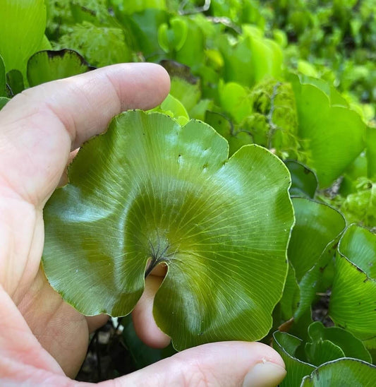 Hymenophyllum nephrophyllum, commonly known as the kidney fern, is a delicate and visually striking fern species endemic to New Zealand. Its unique kidney-shaped fronds and translucent appearance make it a fascinating addition to any plant collection.