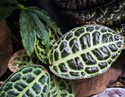 Labisia beccarii, also known as the Turtle Back plant, is a rare and captivating species native to the humid forests of Southeast Asia. The plant is famous for its unique, tortoiseshell-patterned leaves that give it the "Turtle Back" nickname. With its compact size and glossy, green foliage, Labisia beccarii makes an eye-catching addition to terrariums, tropical greenhouses, or any indoor plant collection.