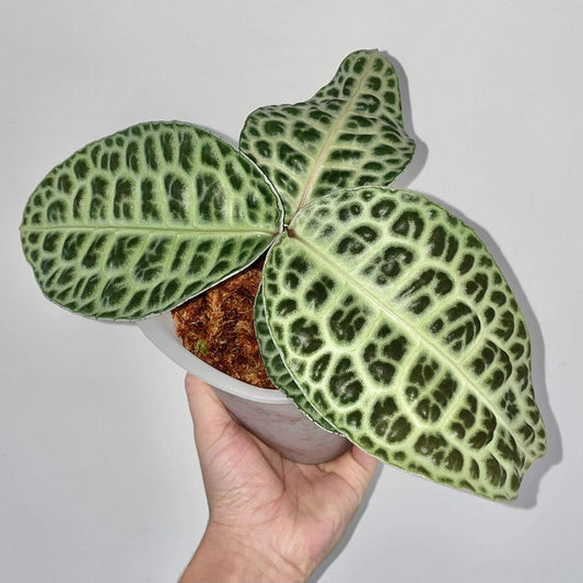 Labisia beccarii, also known as the Turtle Back plant, is a rare and captivating species native to the humid forests of Southeast Asia. The plant is famous for its unique, tortoiseshell-patterned leaves that give it the "Turtle Back" nickname. With its compact size and glossy, green foliage, Labisia beccarii makes an eye-catching addition to terrariums, tropical greenhouses, or any indoor plant collection.