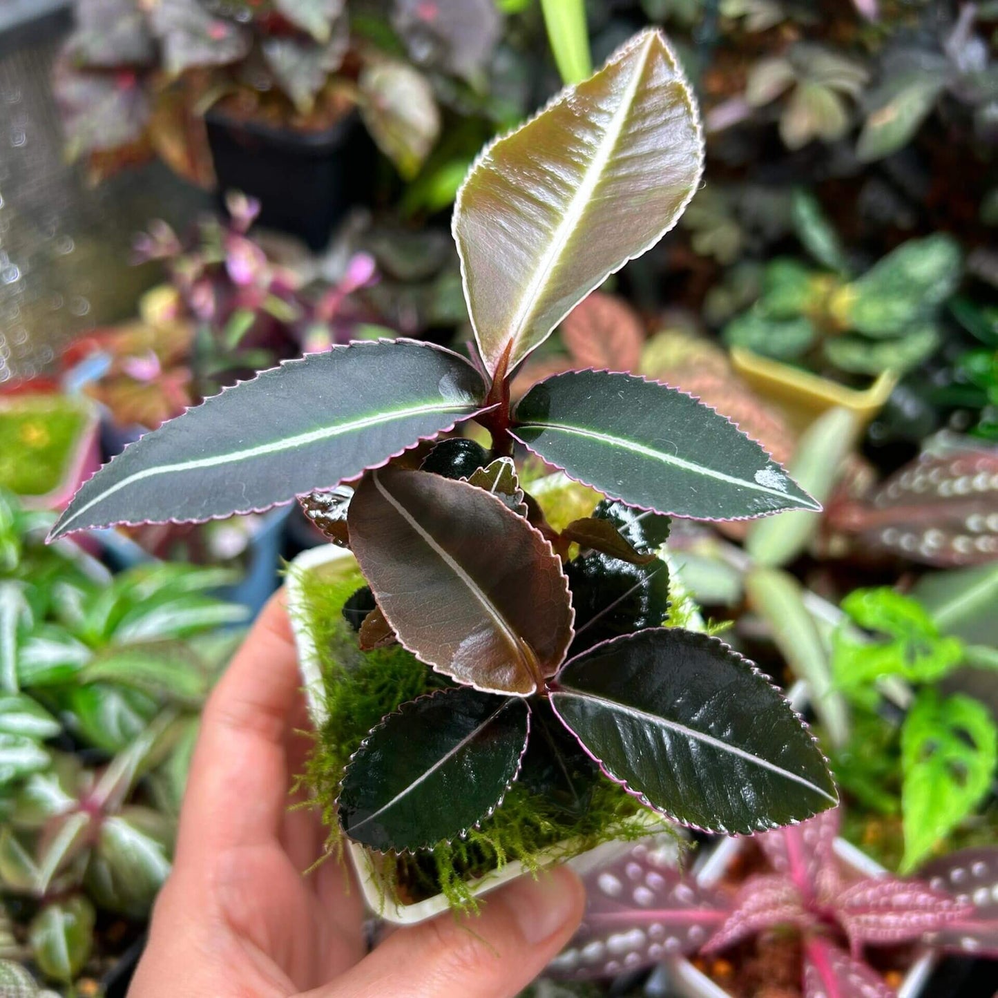Labisia pumila 'Electric Pink' is a slow-growing plant native to Southeast Asia, featuring stunning olive-green leaves with bright pink margins that create a beautiful contrast. The leaves are not only striking but also have serrated edges and a velvety soft texture, making this species a must-have for any terrarium enthusiast.