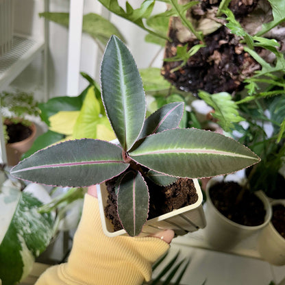 Labisia pumila 'Electric Pink' is a slow-growing plant native to Southeast Asia, featuring stunning olive-green leaves with bright pink margins that create a beautiful contrast. The leaves are not only striking but also have serrated edges and a velvety soft texture, making this species a must-have for any terrarium enthusiast.