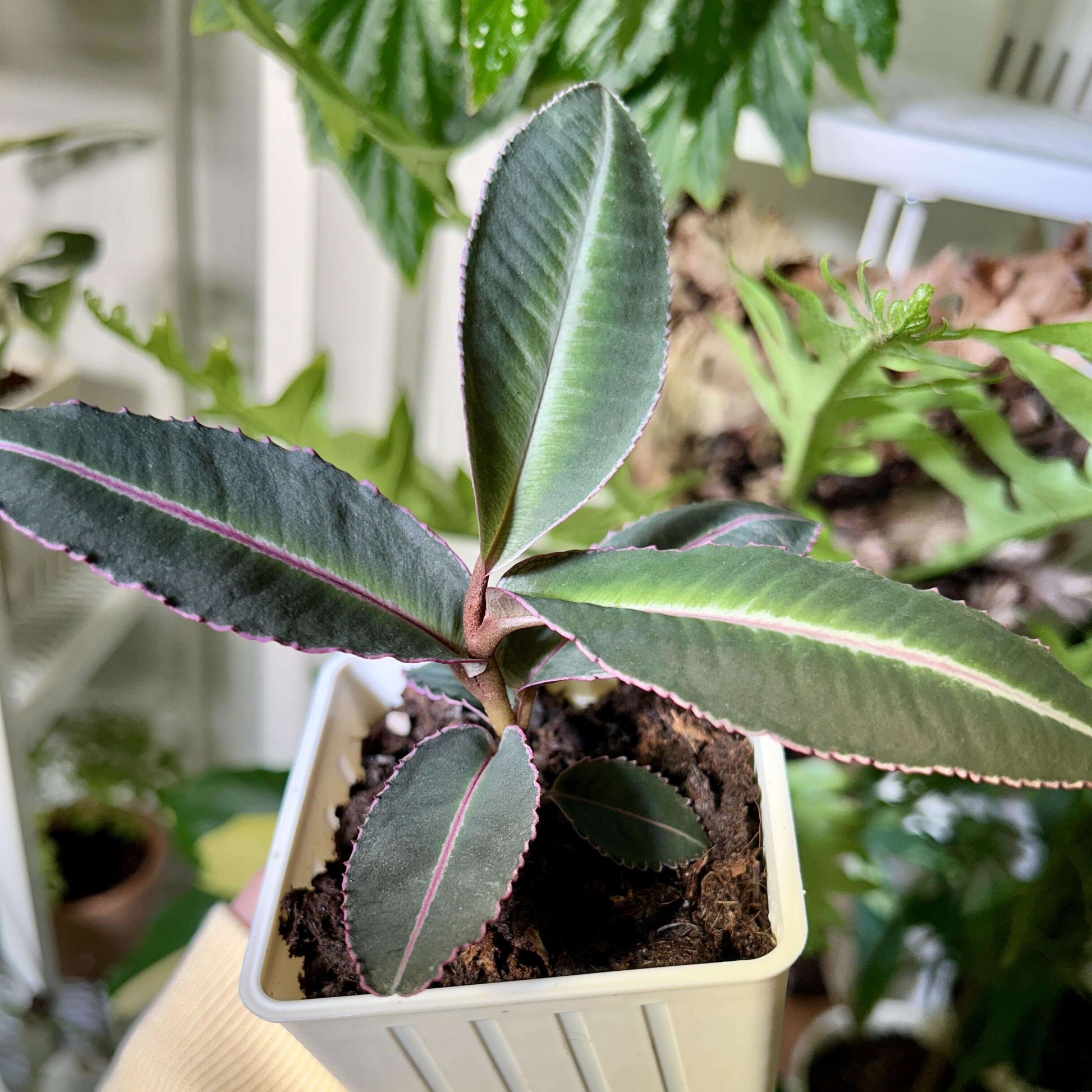 Labisia pumila 'Electric Pink' is a slow-growing plant native to Southeast Asia, featuring stunning olive-green leaves with bright pink margins that create a beautiful contrast. The leaves are not only striking but also have serrated edges and a velvety soft texture, making this species a must-have for any terrarium enthusiast.