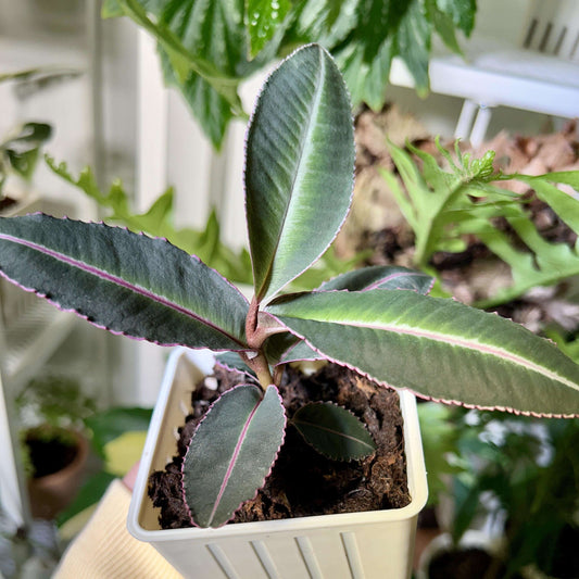 Labisia pumila 'Electric Pink' is a slow-growing plant native to Southeast Asia, featuring stunning olive-green leaves with bright pink margins that create a beautiful contrast. The leaves are not only striking but also have serrated edges and a velvety soft texture, making this species a must-have for any terrarium enthusiast.