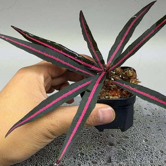 Labisia sp. 'Pink Midway' features long, narrow leaves with a striking pink central vein that runs through the entire length of each leaf. The bright pink midrib creates a bold contrast against the deep green edges, which can turn almost black depending on the environmental conditions. This vibrant color contrast highlights the pink vein, making the plant's unique appearance even more captivating.