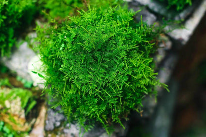 Thuidium cymbifolium, commonly known as Feather Moss or Fern Moss, belongs to the Bryophyta division and the Bryopsida class. It is a vibrant, richly-colored moss that is ideal for adding a touch of greenery to landscapes. The leaves are typically bright green or yellow-green, providing an eye-catching addition to gardens and indoor environments. Its dense, woven growth and triangular-ovate leaves with finely serrated edges create an attractive, natural texture.