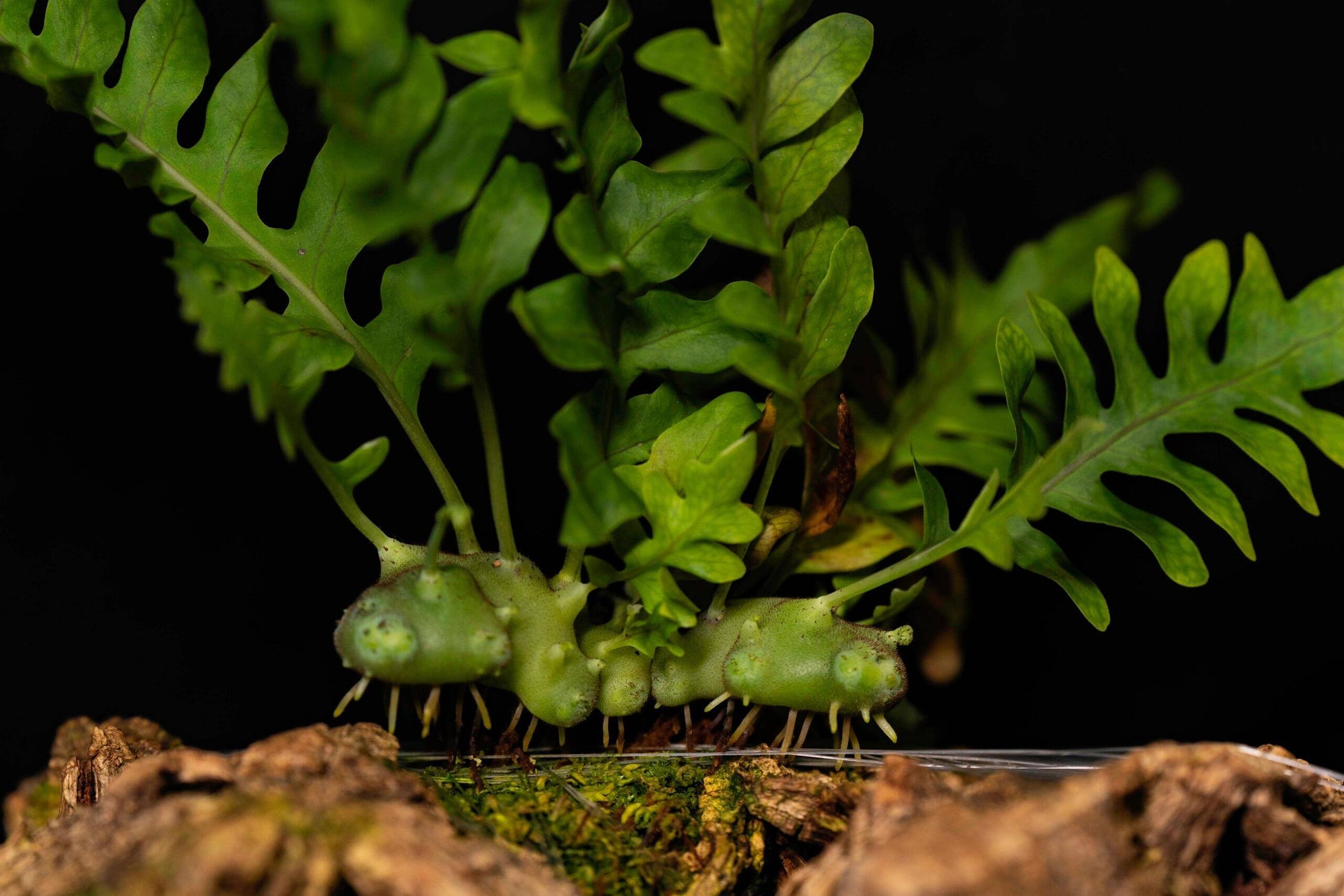 Lecanopteris balgooyi is native to Central Sulawesi, Indonesia, and grows as an epiphyte, typically found attached to tree trunks or branches. In the genus Lecanopteris, L. balgooyi belongs to the “green rhizome” group—one of several species with thickened, hollow rhizomes inhabited by ants.