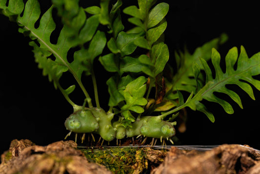 Lecanopteris balgooyi is native to Central Sulawesi, Indonesia, and grows as an epiphyte, typically found attached to tree trunks or branches. In the genus Lecanopteris, L. balgooyi belongs to the “green rhizome” group—one of several species with thickened, hollow rhizomes inhabited by ants.