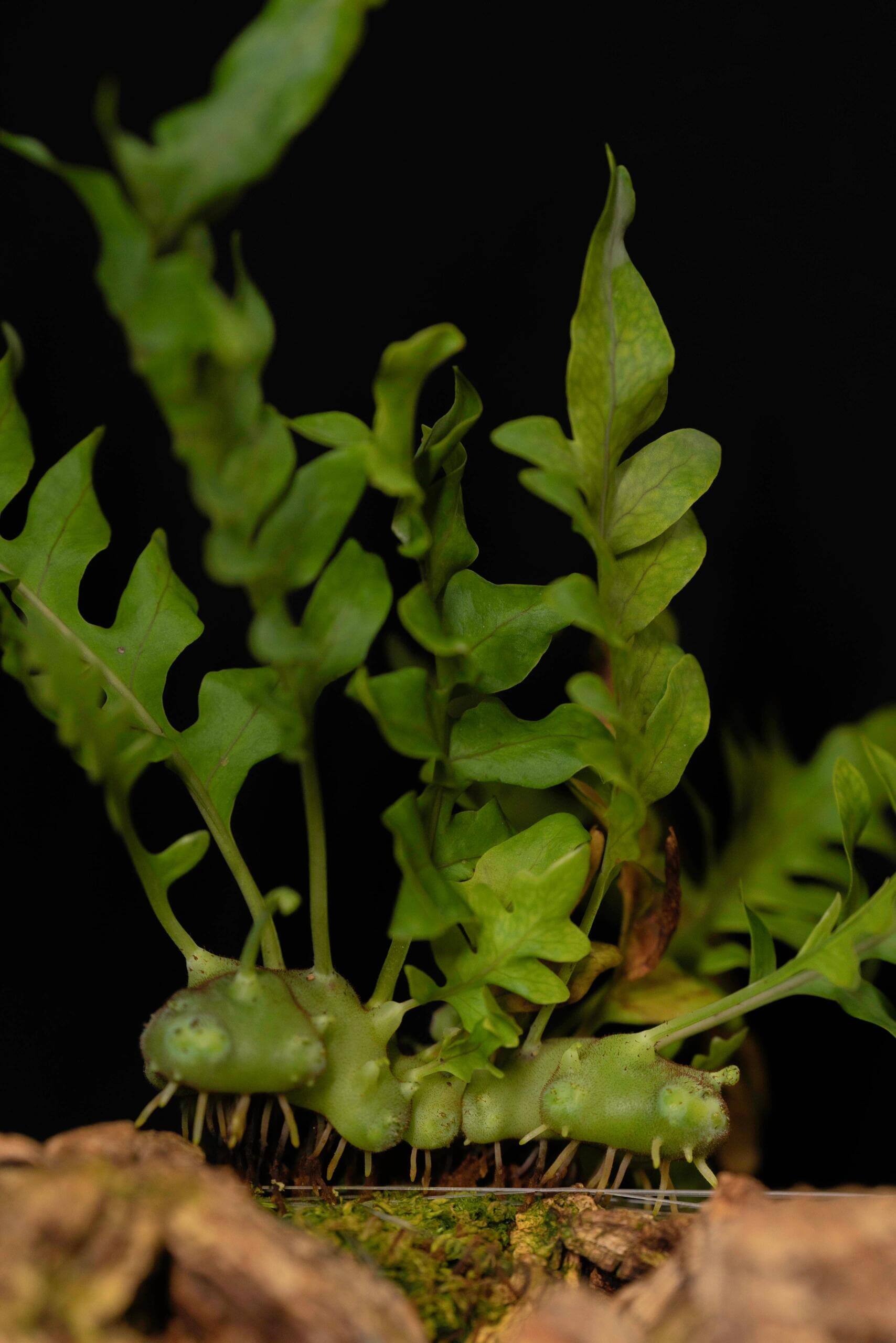 Lecanopteris balgooyi is native to Central Sulawesi, Indonesia, and grows as an epiphyte, typically found attached to tree trunks or branches. In the genus Lecanopteris, L. balgooyi belongs to the “green rhizome” group—one of several species with thickened, hollow rhizomes inhabited by ants.
