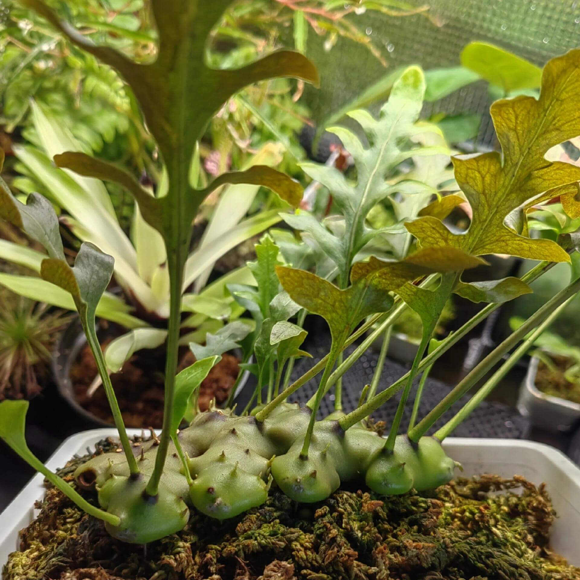 Lecanopteris carnosa is a tropical epiphytic fern found in regions including Borneo, Malaysia, the Philippines, Sumatra, and Sulawesi. It features thick, fleshy rhizomes—up to around 15 cm across—that develop hollow cavities used as nesting sites by ants, classifying it as a myrmecophyte and also often described as succulent-like.
