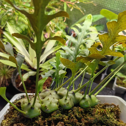 Lecanopteris carnosa is a tropical epiphytic fern found in regions including Borneo, Malaysia, the Philippines, Sumatra, and Sulawesi. It features thick, fleshy rhizomes—up to around 15 cm across—that develop hollow cavities used as nesting sites by ants, classifying it as a myrmecophyte and also often described as succulent-like.