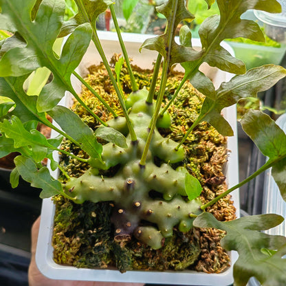 Lecanopteris carnosa is a tropical epiphytic fern found in regions including Borneo, Malaysia, the Philippines, Sumatra, and Sulawesi. It features thick, fleshy rhizomes—up to around 15 cm across—that develop hollow cavities used as nesting sites by ants, classifying it as a myrmecophyte and also often described as succulent-like.