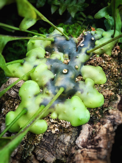 Lecanopteris celebica is an epiphytic ant fern native to Sulawesi (formerly Celebes), Indonesia, thriving as a canopy-dweller attached to tree trunks or branches. It features hollow, thickened rhizomes that develop internal cavities as they mature—creating natural shelters for ants.